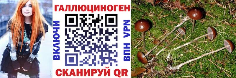 Галлюциногенные грибы Cubensis купить наркотики цена kraken ONION Короча